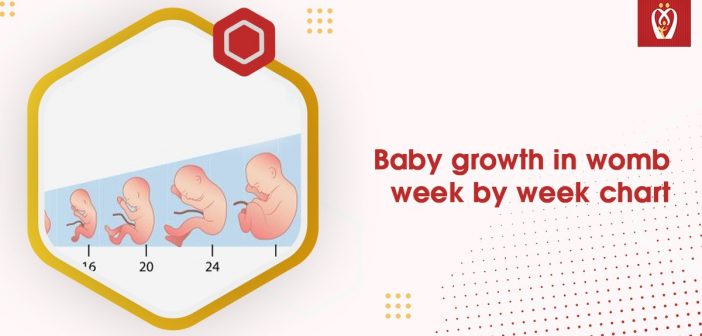 Baby growth in womb week by week chart