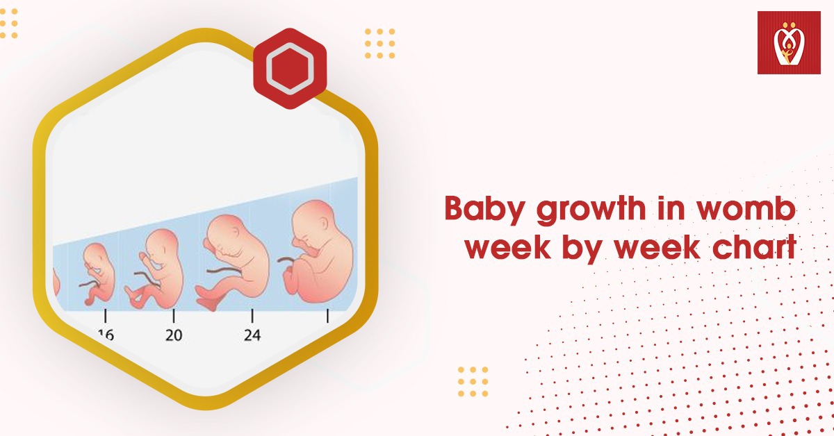 Baby Growth In Womb Week By Chart