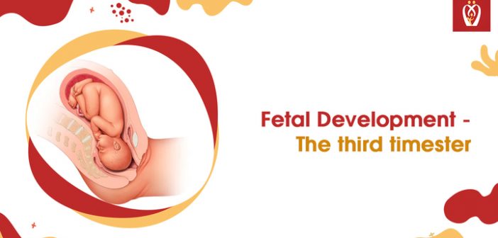 Fetal Development - The third trimester