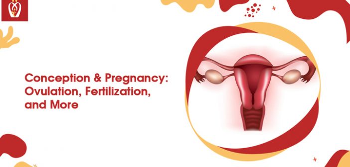 conception & pregnancy